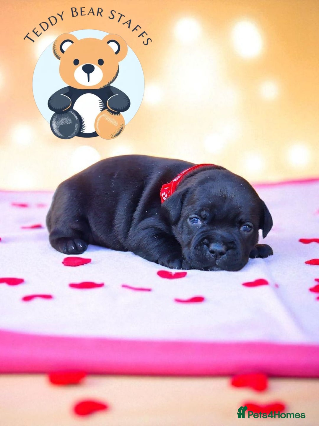 Staffordshire Bull Terrier dogs for sale: TEDDY BEAR STAFFS 🧸 NOW AVAILABLE 😍😍 - Image 4