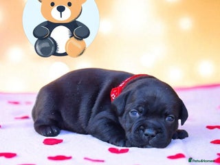 Staffordshire Bull Terrier dogs - Advert 14