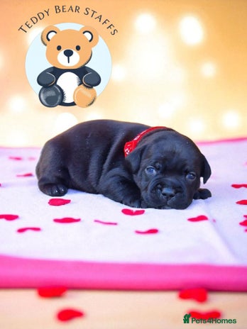 Staffordshire Bull Terrier dogs - Advert 13