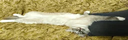 Ragdoll cats for sale: Young beautiful ragdoll cross girl - Advert 6