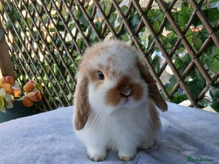 Mini Lop rabbits Stunning pure mini lop babies - Advert 1