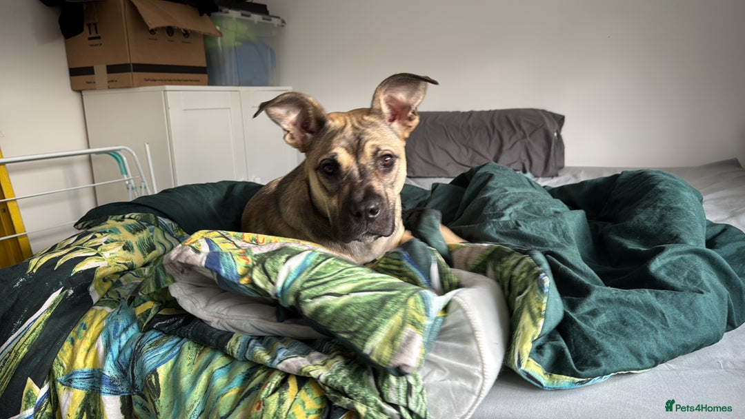 Presa Canario dogs for sale: Female Presa Canario - Image 8