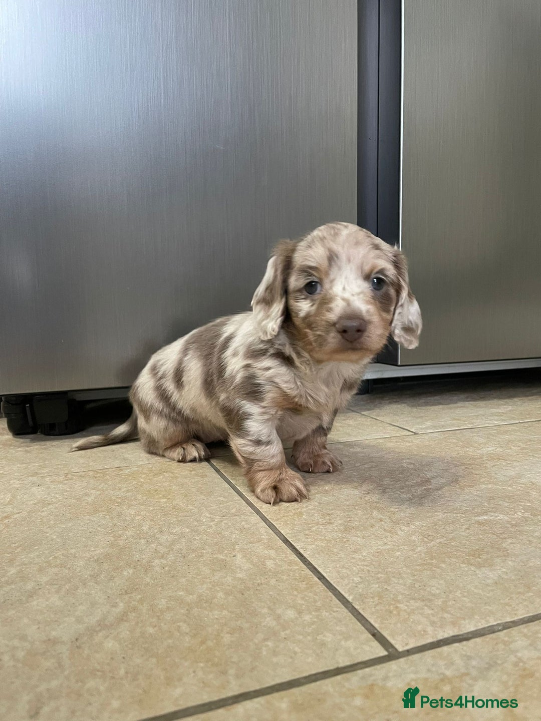 Miniature Dachshund dogs for sale: Long hair, Isabella and tan dapple / piebold  - Advert 3