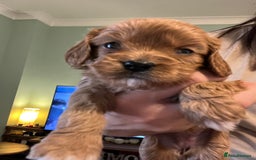 Cavapoo dogs for sale: Gorgeous Cavapoo's - Image 7