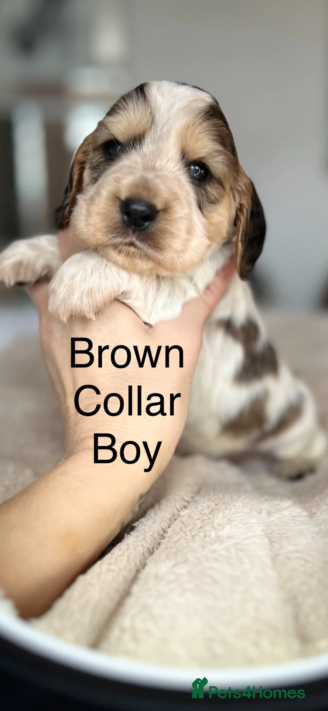 Cocker Spaniel dogs for sale: Exceptional Show Cocker Spaniel Puppies - Advert 1