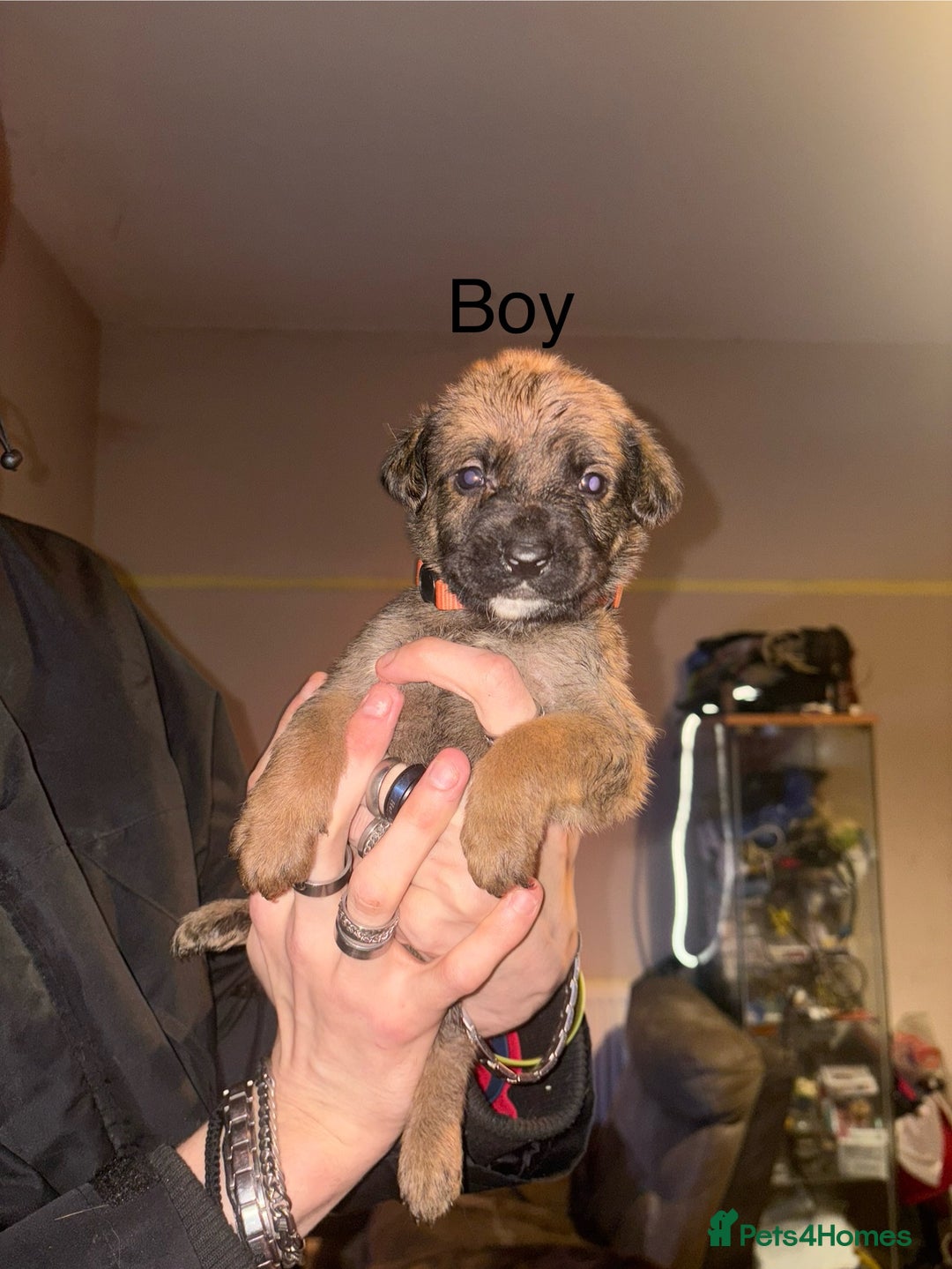 Mixed Breed dogs for sale: Rottweiler cross Staffie pups  - Advert 6