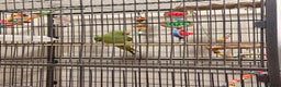 Ringnecks birds for sale: Untamed Indian Ringneck.  - Advert 2