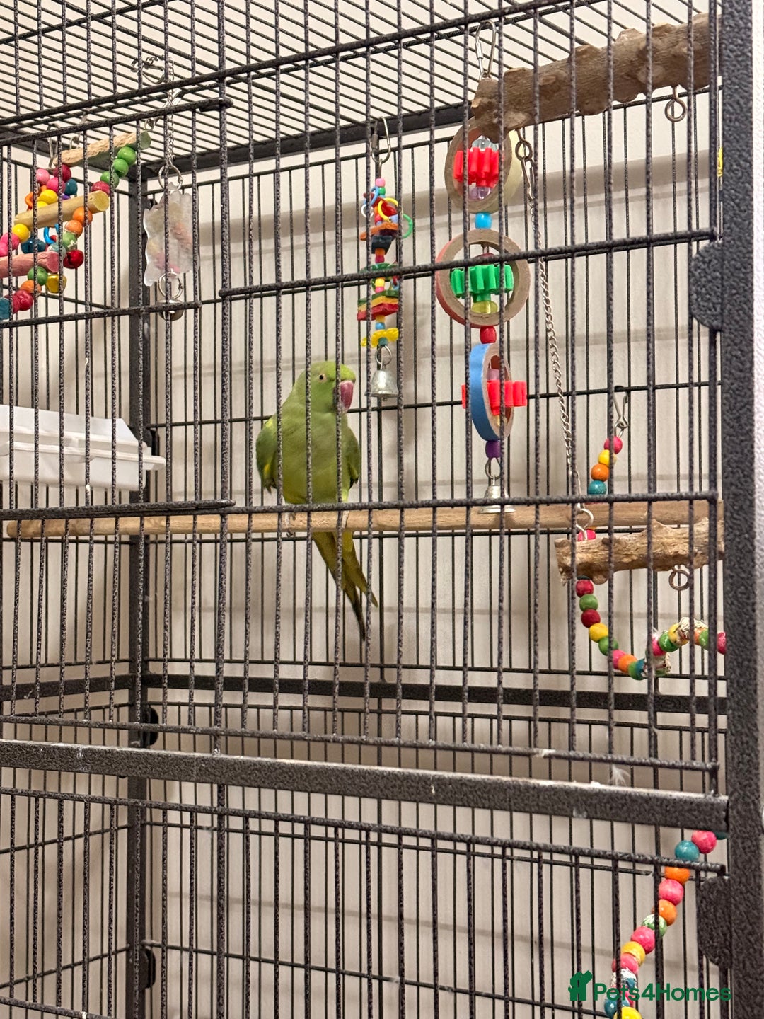 Ringnecks birds for sale: Untamed Indian Ringneck.  - Advert 2