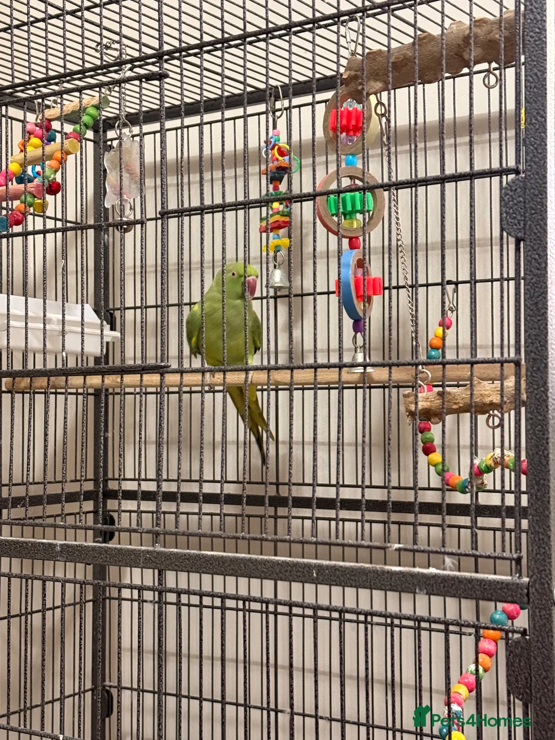 Ringnecks birds for sale: Untamed Indian Ringneck.  - Advert 2