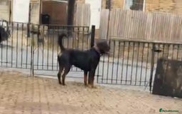 Rottweiler dogs for stud: Champion bloodline rottiweiler stud  - Image 8
