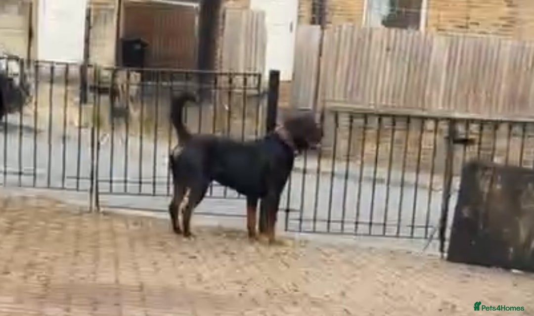 Rottweiler dogs for stud: Champion bloodline rottiweiler stud  - Image 8
