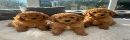 Cockapoo dogs for sale: F1 golden cockapoo puppies  - Advert 24