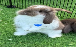 French Lop rabbits for sale: Pure French lops - Image 2