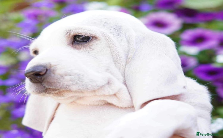 Mixed Breed dogs - Advert 4