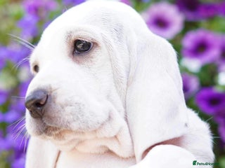 Mixed Breed dogs - Advert 1