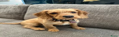 Cockapoo 1