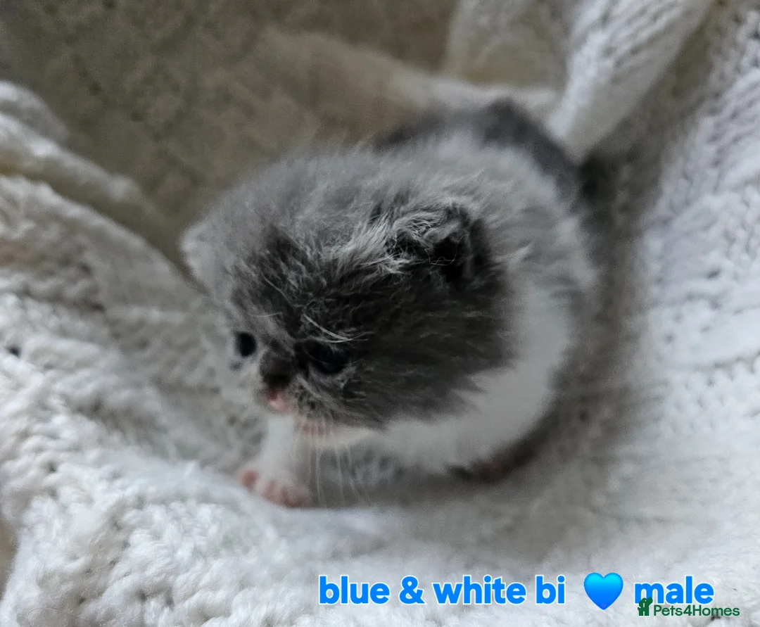 Persian cats for sale: STUNNING  PERSAINS  - Advert 14