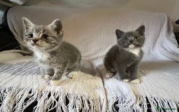 British Shorthair cats for sale: British shorthair kittens  - Image 19