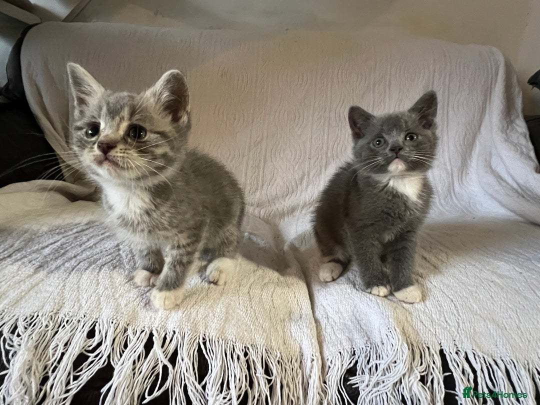 British Shorthair cats for sale: British shorthair kittens  - Image 19