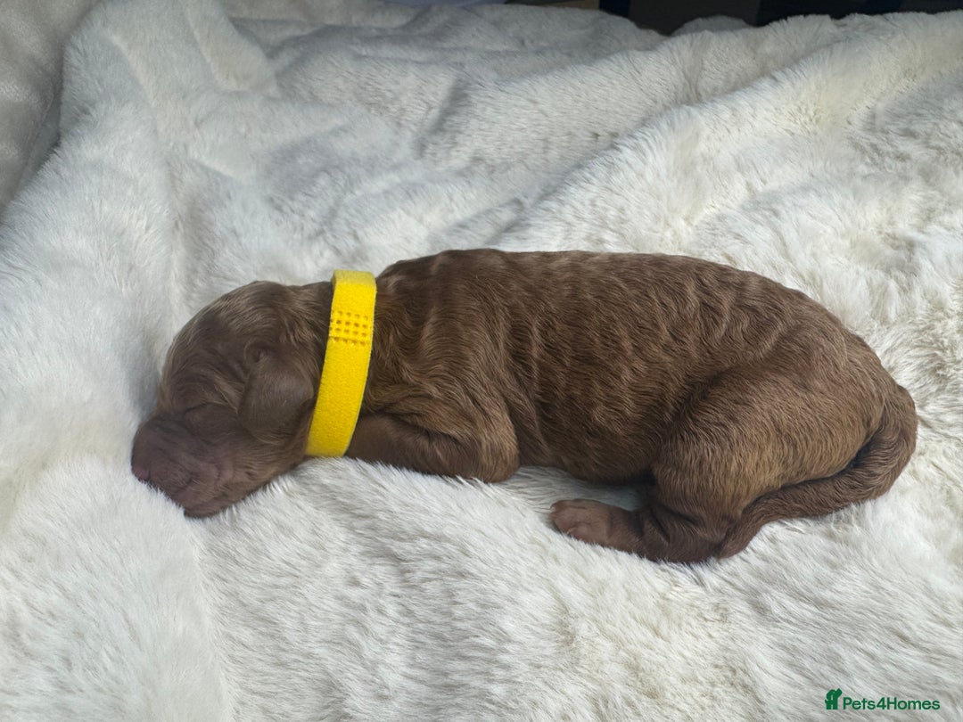 Mini Goldendoodle dogs for sale: Miniature Goldendoodle F1b Puppies - Advert 12