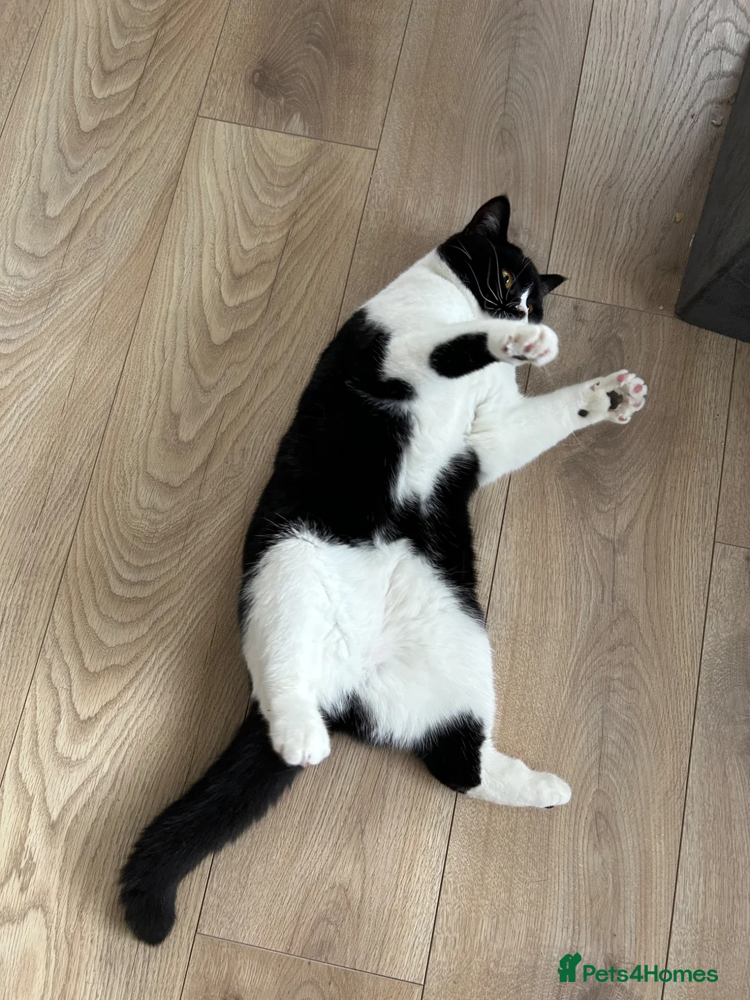 British Shorthair cats for sale: Beautiful Female Available  - Advert 8