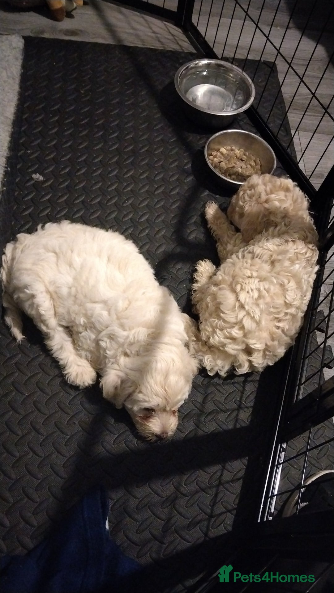 Poochon dogs for sale: Poochons💥 2 Beauties READY TO LEAVE NOW 💥  - Image 14