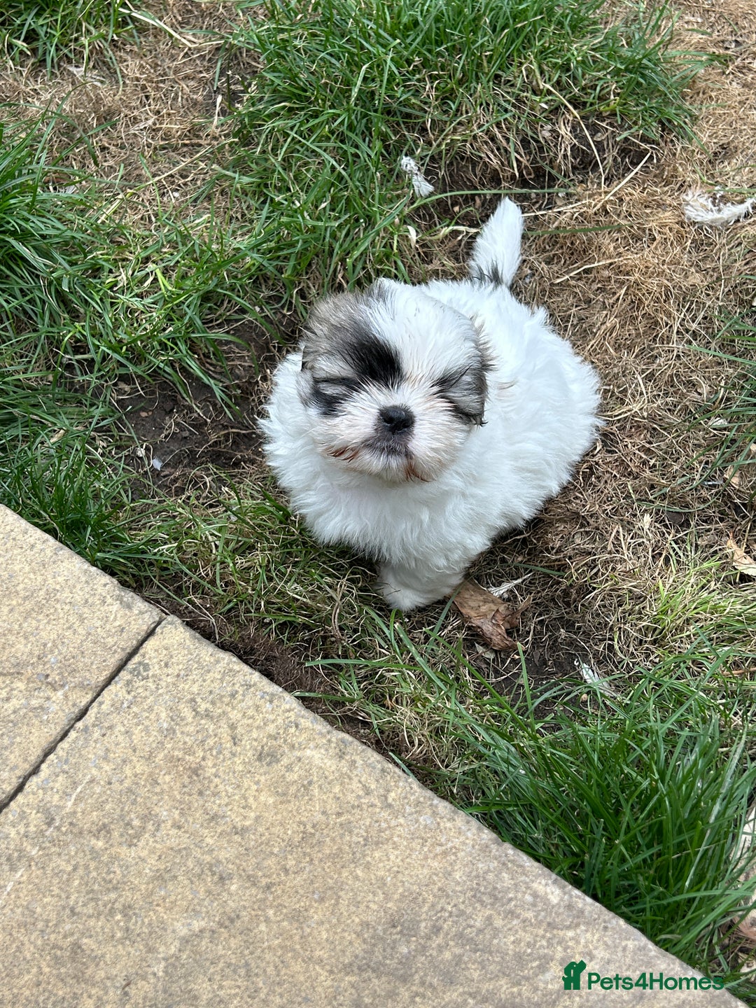Shih Tzu dogs for sale: Beautiful shih Tzu puppies - Image 7