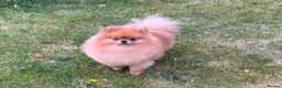 Pomeranian dogs for stud: Stunning orange sable boy for stud in Lanark - Advert 5