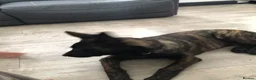 German Shepherd dogs for sale: Dutch shepherd, not a German shepherd  - Advert 2