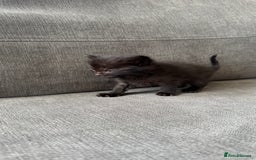 Bengal cats for sale: Kittens for sale  - Image 6