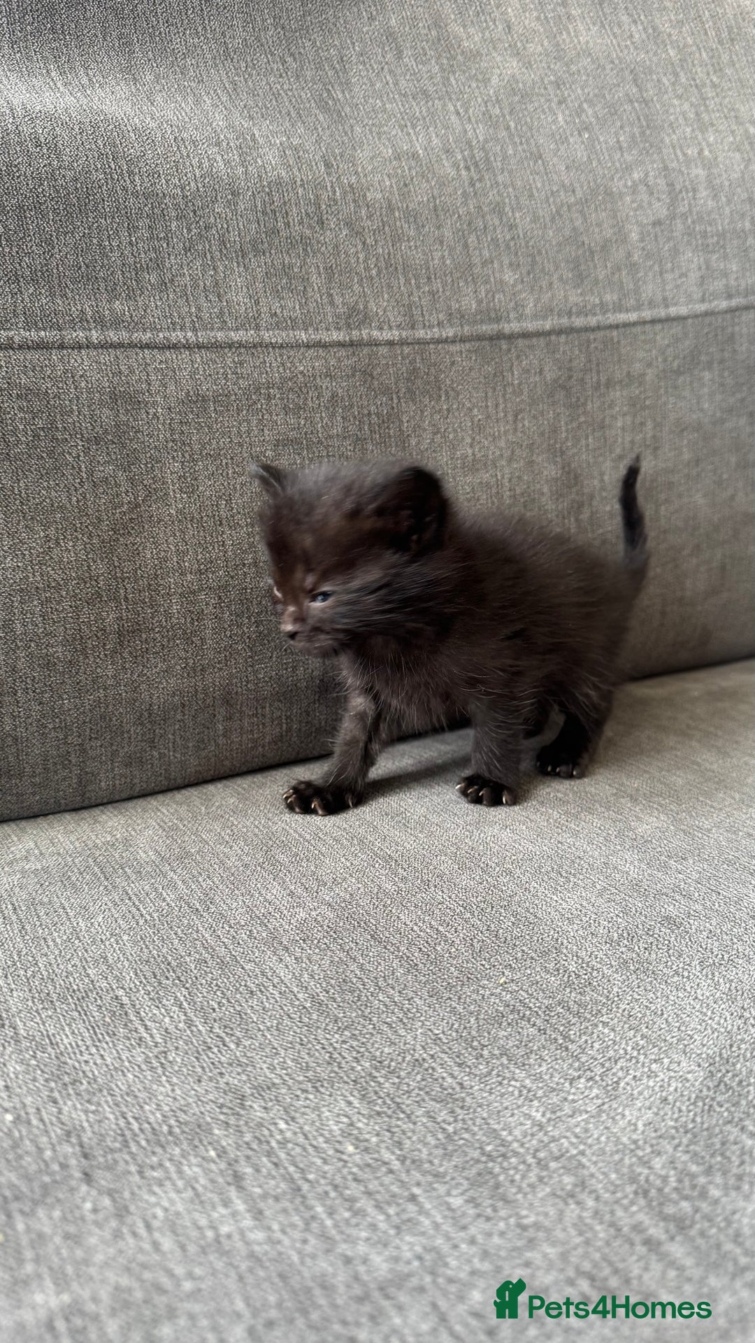 Bengal cats for sale: Kittens for sale  - Image 6