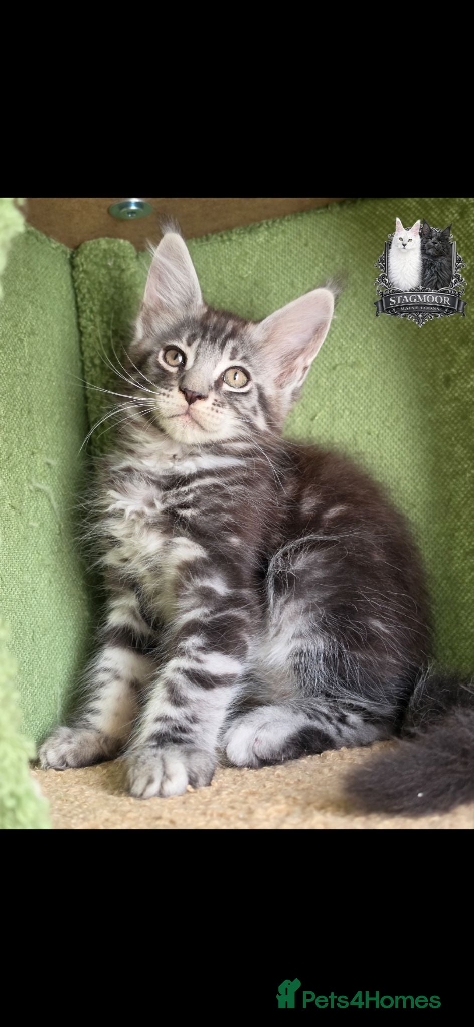 Maine Coon cats 2 Beautiful TICA Registered Maine Coon Kittens - Advert 1