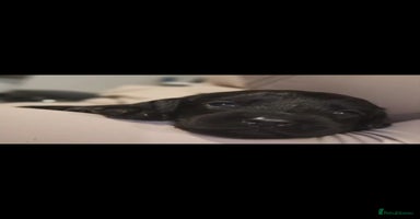 Cocker Spaniel dogs - Advert 15