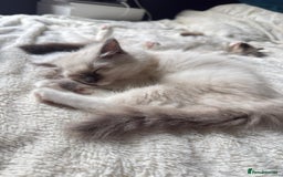 Ragdoll cats for sale: For sale Ragdoll  - Image 2