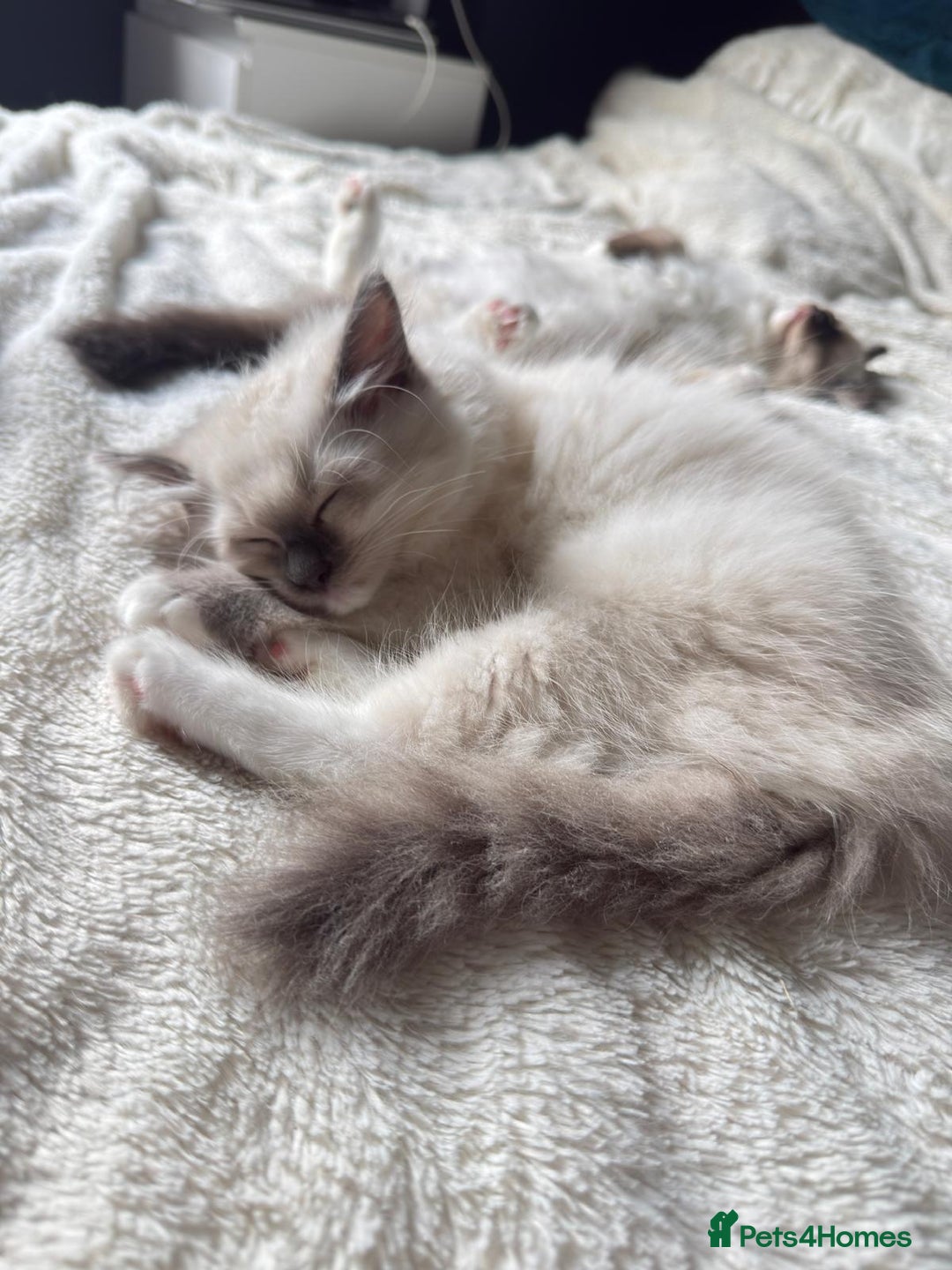 Ragdoll cats for sale: For sale Ragdoll  - Image 2