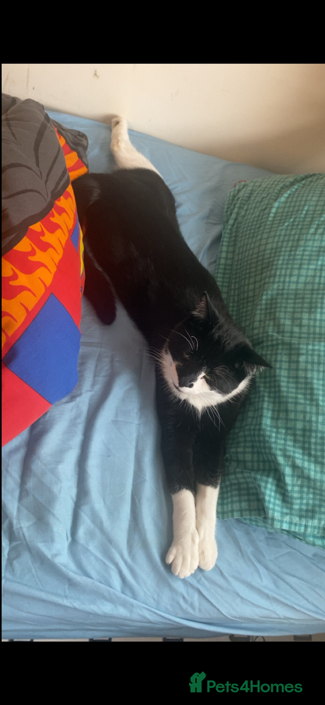 Mixed Breed cats for sale: Tuxedo cat  - Advert 1