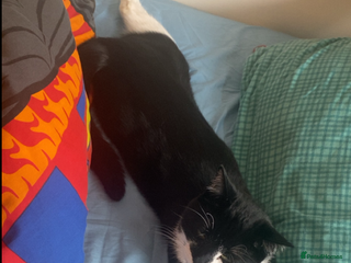 Mixed Breed cats Tuxedo cat - Advert 1