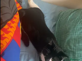 Mixed Breed cats Tuxedo cat - Advert 11