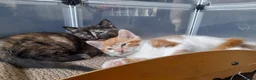 Mixed Breed cats for sale: Kittens Looking for Loving Homes 🏡  - Advert 5