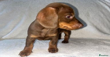 Dachshund dogs - Advert 3