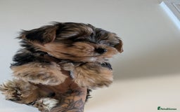 Yorkshire Terrier dogs for sale: 7 male Yorkshire terriers ready to leave.  - Image 8