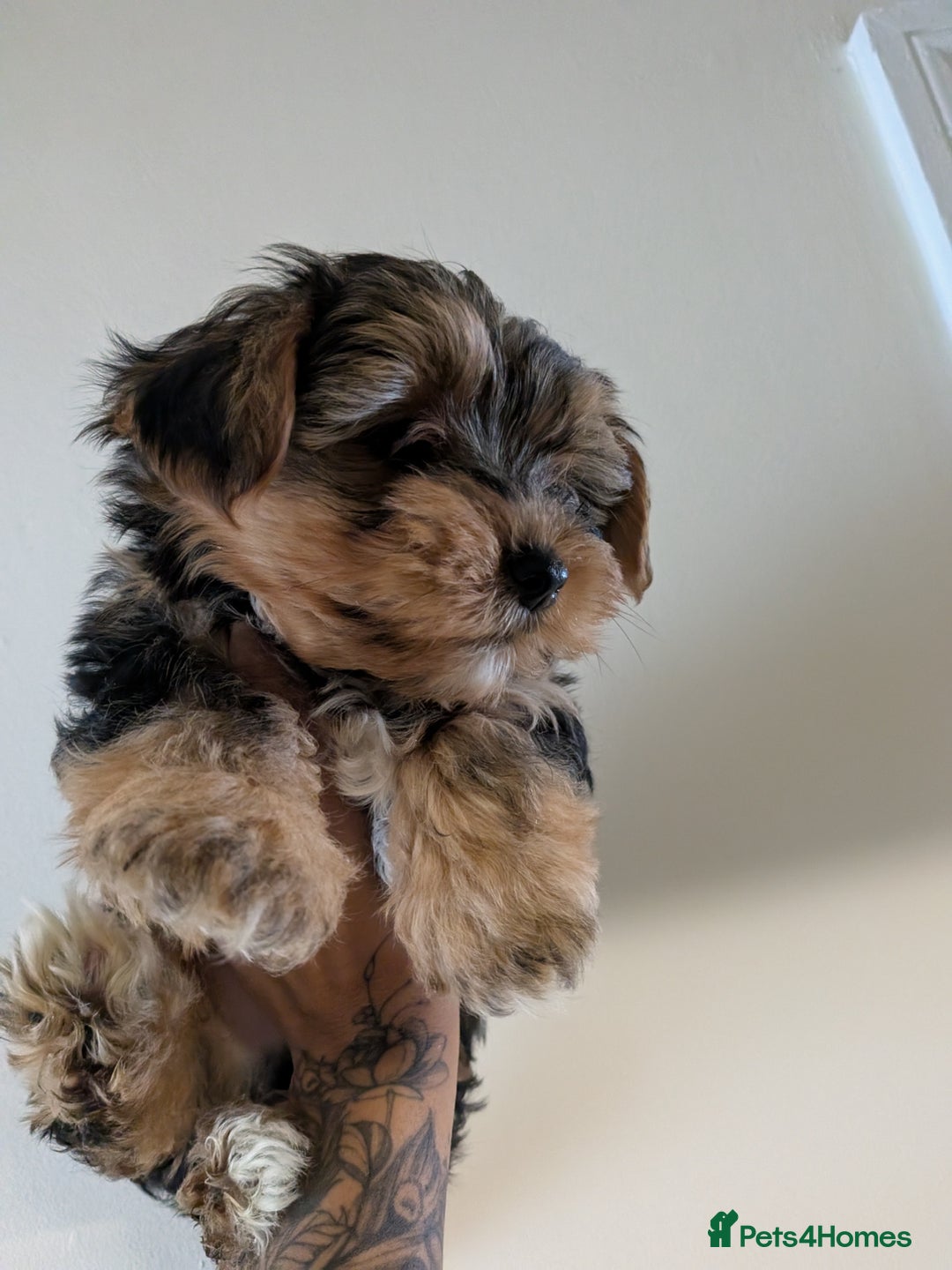 Yorkshire Terrier dogs for sale: 7 male Yorkshire terriers ready to leave.  - Image 8