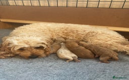 Cavapoo dogs for sale: F1B CAVAPOO PUPPIES  - Image 15