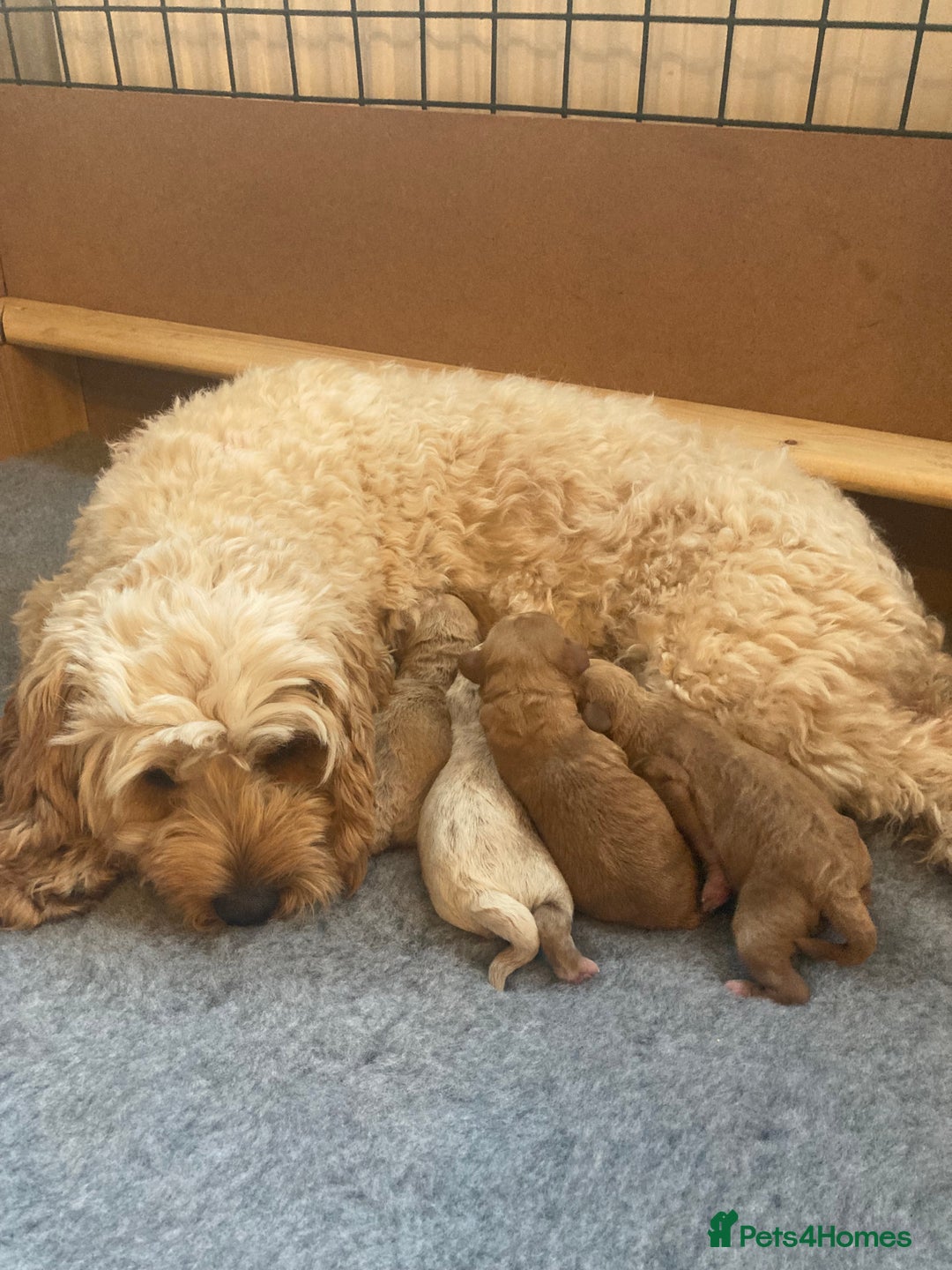 Cavapoo dogs for sale: F1B CAVAPOO PUPPIES  - Image 15