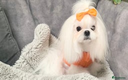 Maltese dogs for sale: Tiny Exquisite Full Korean Bambelina Maltese. - Image 2