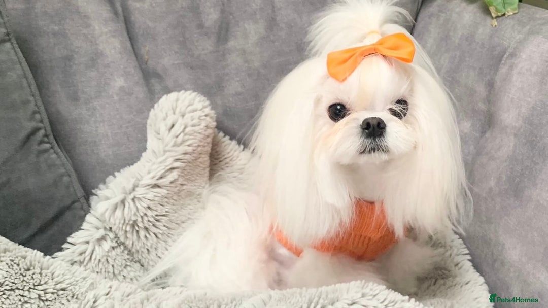 Maltese dogs for sale: Tiny Exquisite Full Korean Bambelina Maltese. - Image 2