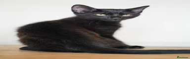 Black Kitten
