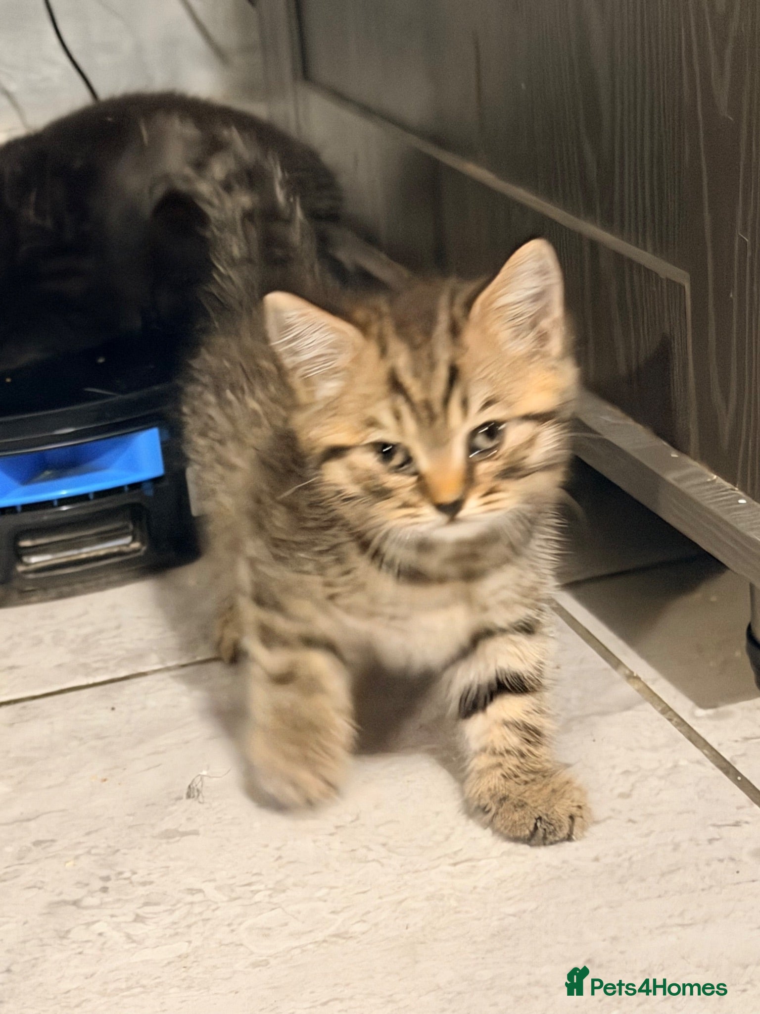 British Shorthair cats THREE BRITISH SHORTHAIR KITTENS  - Advert 2