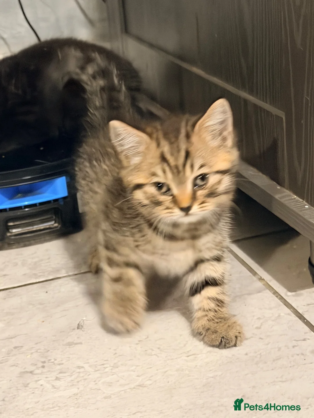 British Shorthair cats for sale: THREE BRITISH SHORTHAIR KITTENS  - Advert 2