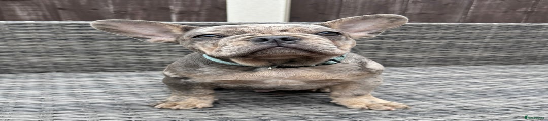 French Bulldog Puppy 1